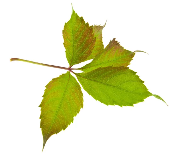 Grape Leaves Isolated White Background — Stock Photo, Image