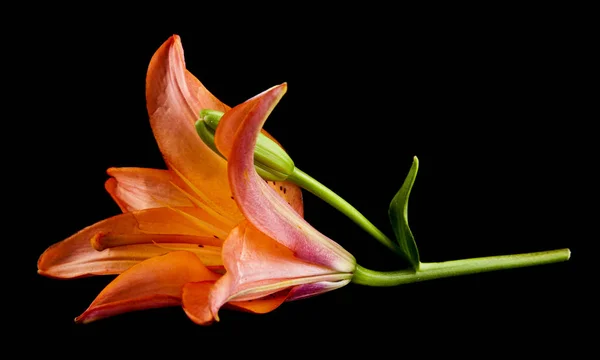 Fiore Giglio Isolato Sfondo Nero — Foto Stock