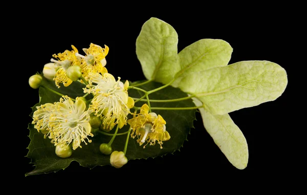 Flores Tilo Aisladas Sobre Fondo Negro — Foto de Stock