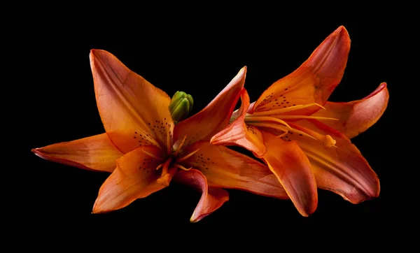 Siyah Bir Arka Plan Üzerinde Izole Lily Çiçek — Stok fotoğraf