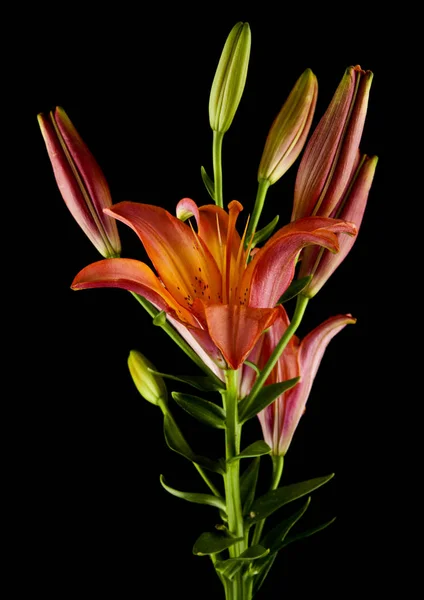 Flores Lirio Aisladas Sobre Fondo Negro — Foto de Stock