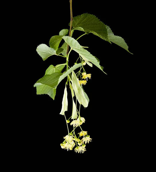 Flores Tilo Aisladas Sobre Fondo Negro — Foto de Stock