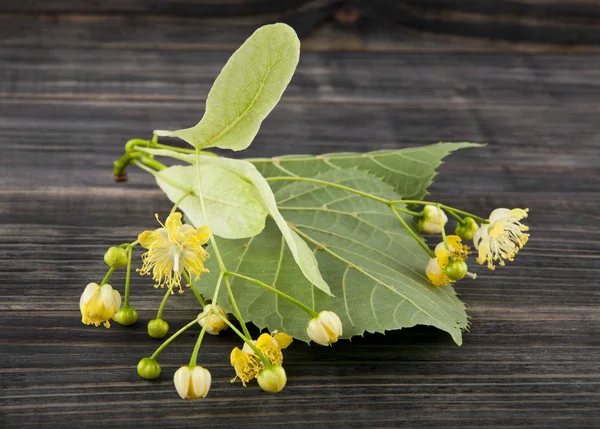 Linden Flowers Wooden Background — Stock Photo, Image