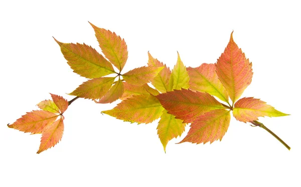 Feuilles Jaunes Automne Raisins Isolés Sur Fond Blanc — Photo