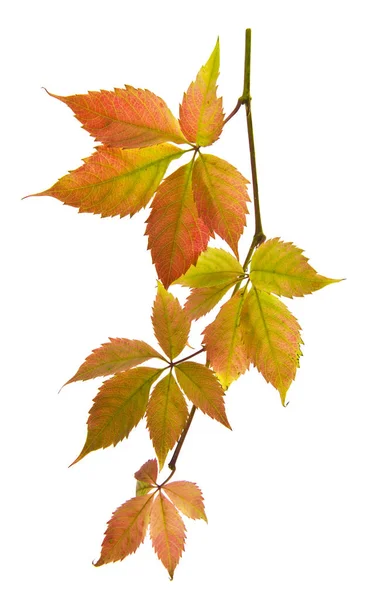 Осенью Желтые Листья Винограда Изолированы Белом Фоне — стоковое фото