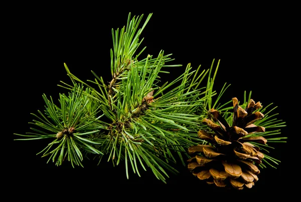 Branche Verte Arbre Avec Des Cônes Isolés Sur Fond Noir Photos De Stock Libres De Droits