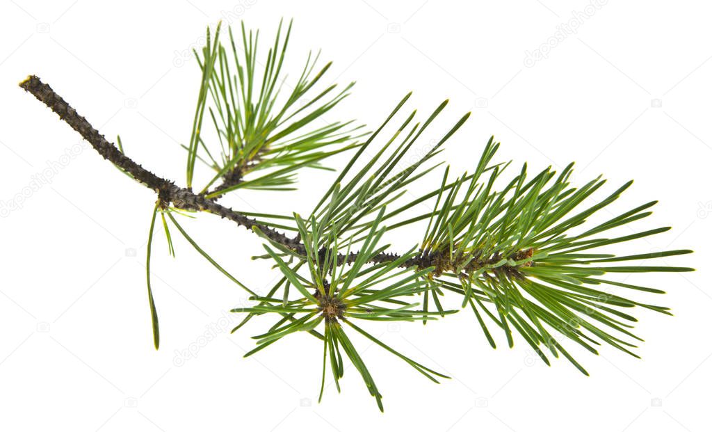 tree branch, pine isolated on white background