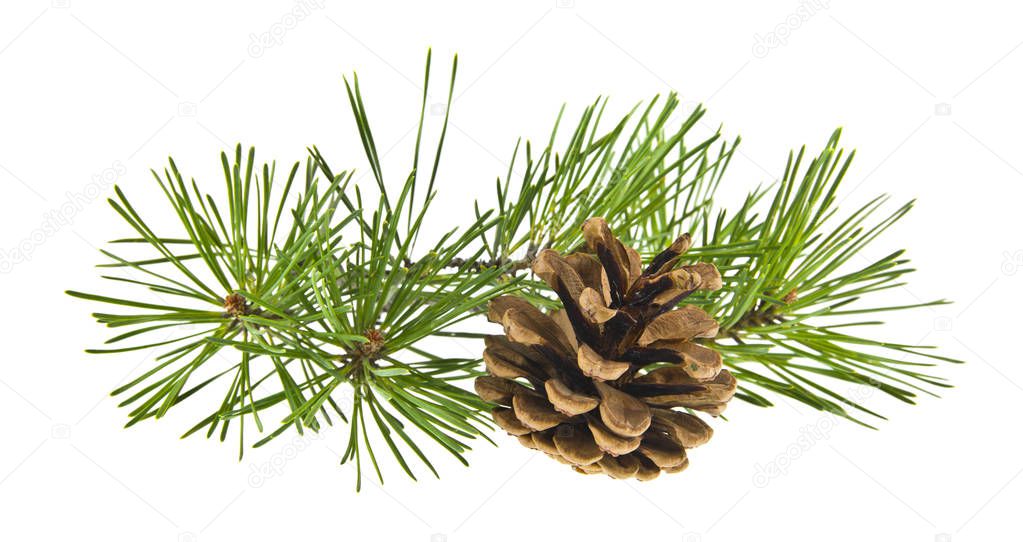 tree branch and cones isolated on white background