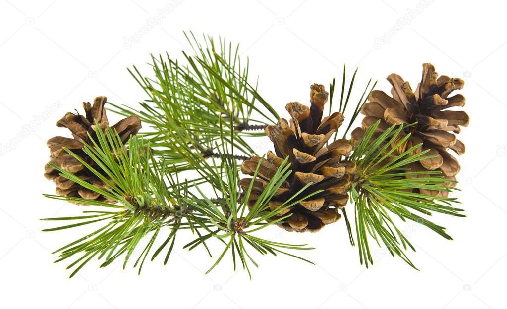 tree branch and cones isolated on white background