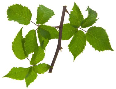 BlackBerry üzerinde izole beyaz arka plan bırakır