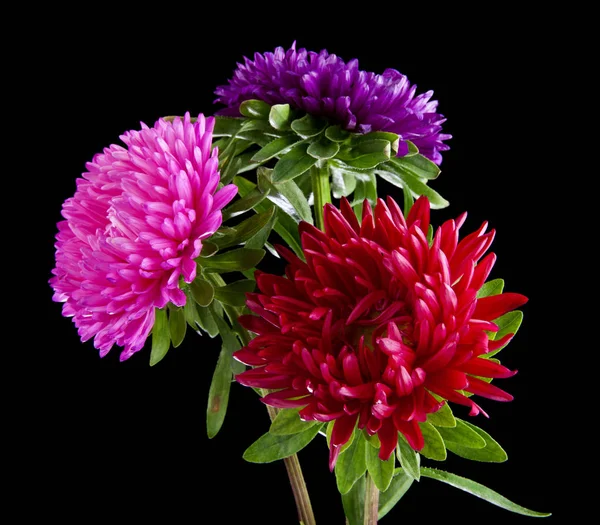 Aster Fleurs Isolées Sur Fond Noir — Photo