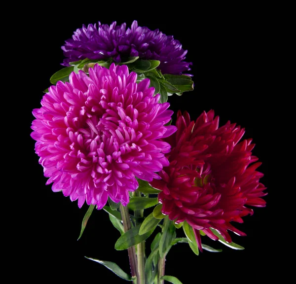 Aster Blommor Isolerad Svart Bakgrund — Stockfoto