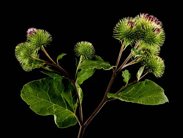 Burdock Flowers Isolated Black Background — Stock Photo, Image