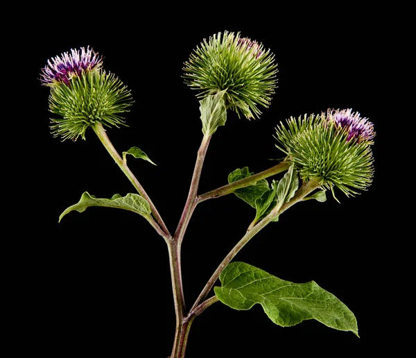 Burdock Flowers Isolated Black Background — Stock Photo, Image