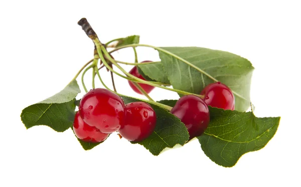 Food Fresh Organic Cherries Isolated White Background — Stock Photo, Image