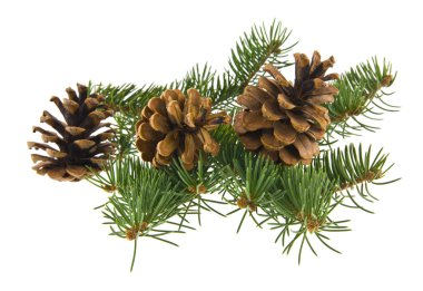 ağaç dalı ve beyaz arka plan üzerinde izole koniler