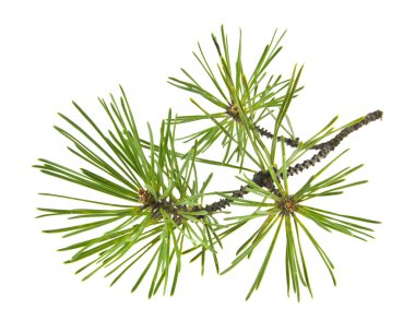 Beyaz arkaplanda yeşil ağaç dalı izole edildi