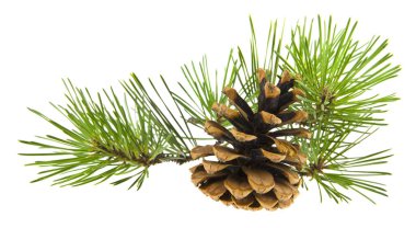 yeşil beyaz arka plan üzerinde izole bir koni ile bir ağaç dalı