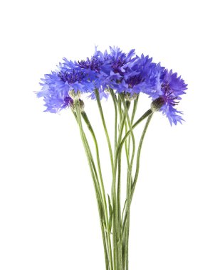 Beyaz arka plan üzerinde izole Centaurea çiçekler 