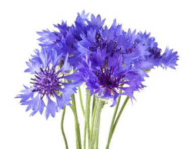 Beyaz arka plan üzerinde izole Centaurea çiçekler 