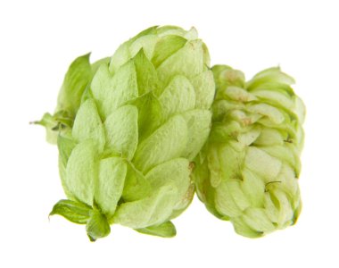 Beyaz arkaplanda izole edilmiş Hops