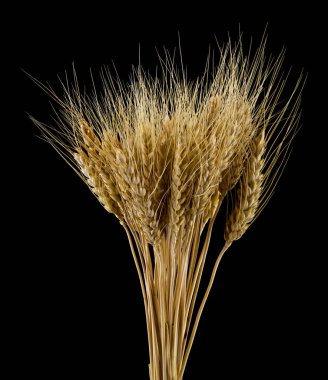 siyah arka plan üzerine izole spikelets