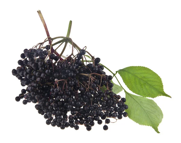 Elderberry Που Απομονώνονται Λευκό Φόντο — Φωτογραφία Αρχείου