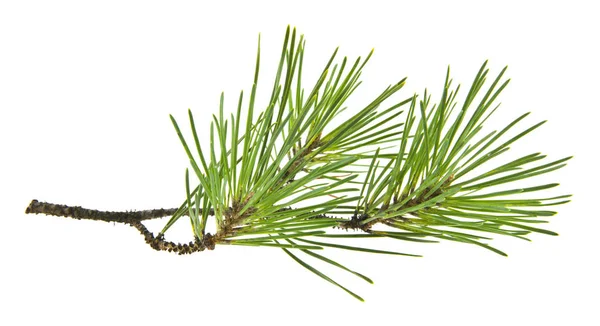 Beyaz arkaplanda yeşil ağaç dalı izole edildi