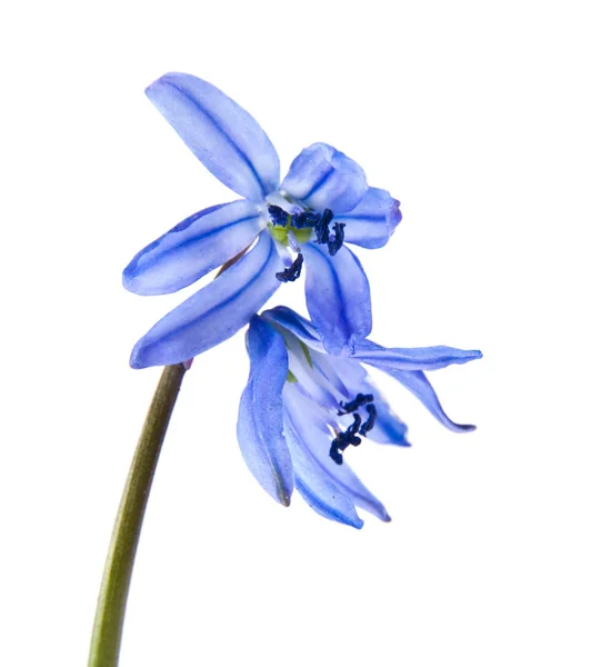 孤立的白色背景上的蓝色雪花莲 — 图库照片