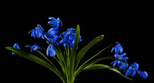 Perce Neige Bleu Isolé Sur Fond Noir — Photo