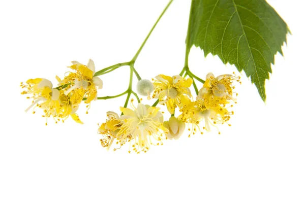 Flores Tilo Aisladas Sobre Fondo Blanco — Foto de Stock