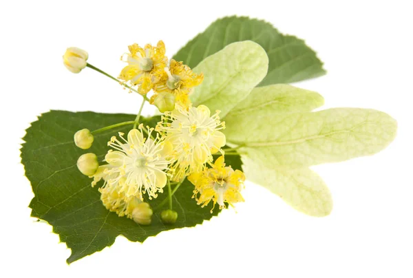 Flores Tilo Aisladas Sobre Fondo Blanco — Foto de Stock