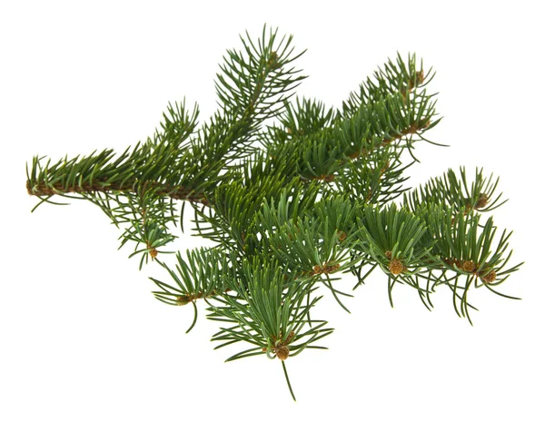 Větev Vánoční Strom Izolované Bílém Pozadí Stock Fotografie