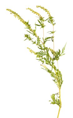 Beyaz arka plan üzerinde izole ambrosia