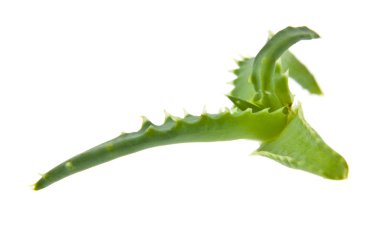Aloe beyaz arkaplanda izole edildi