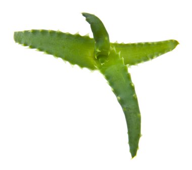 Aloe beyaz arkaplanda izole edildi
