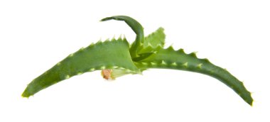 Aloe beyaz arkaplanda izole edildi