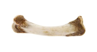 Beyaz arka plan üzerinde izole kemik