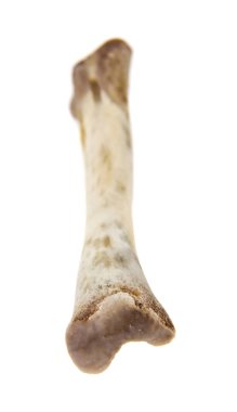 Beyaz arka plan üzerinde izole kemik