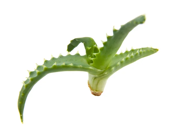 Aloe Diisolasi Pada Latar Belakang Putih — Stok Foto