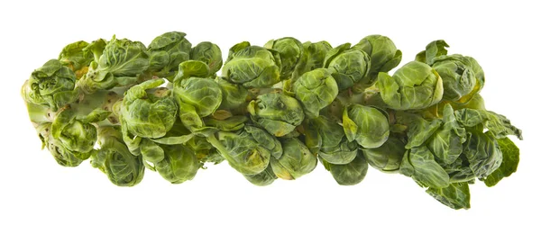 Brussels Sprouts Isolated White Background — Stock Photo, Image