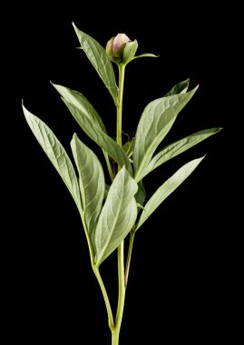 Peonies çiçek izole siyah arka plan üzerine