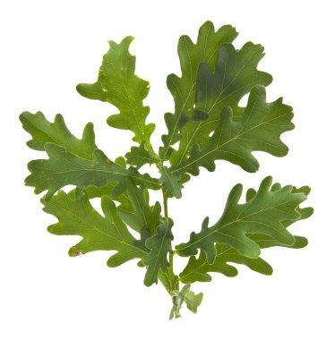 Beyaz arkaplanda yeşil meşe yaprakları izole