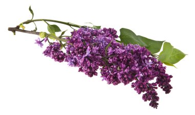 Beyaz arkaplanda yalıtılmış leylak çiçekleri