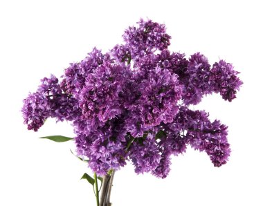 Beyaz arkaplanda yalıtılmış leylak çiçekleri