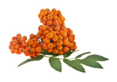 Beyaz arka planda izole Rowan meyveleri