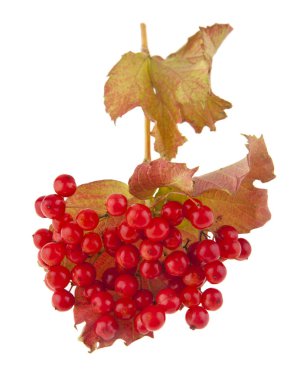 Beyaz arka plan üzerinde izole kırmızı Kartopu çiçeği