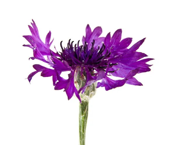 Virágok Centaurea Elszigetelt Fehér Background — Stock Fotó