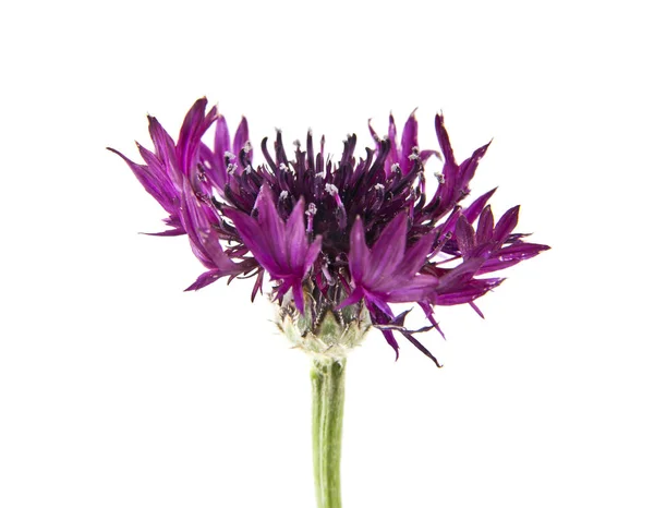 Flores Centaurea Aisladas Sobre Fondo Blanco — Foto de Stock