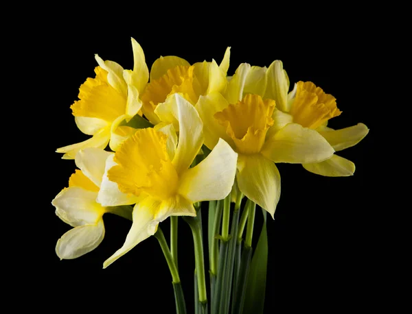 Narcisos Amarillos Flores Aisladas Sobre Fondo Negro — Foto de Stock